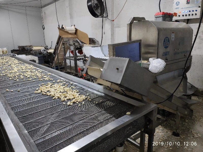 garlic sorting in USA.jpg