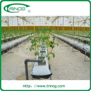 Full system Hydroponic system for sweet pepper