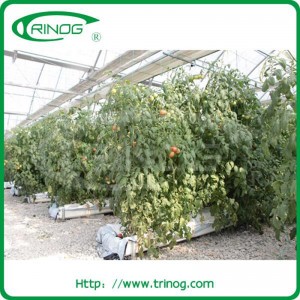 Tomato greenhouse with plastic cover